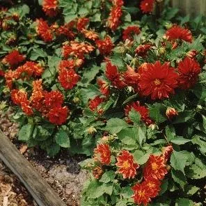 thumbnail for publication: Dahlia x 'Figaro Improved' Figaro Improved Dahlia